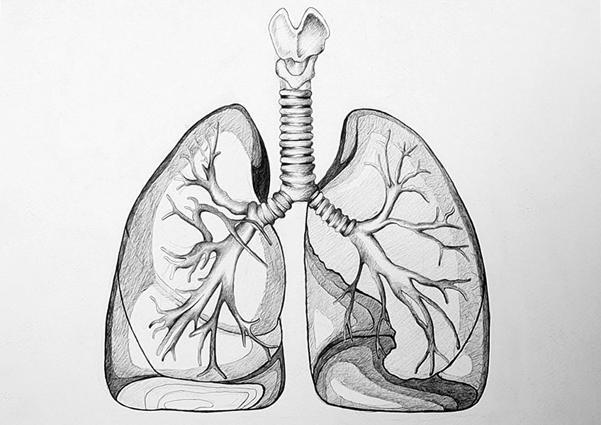 drawing of lungs