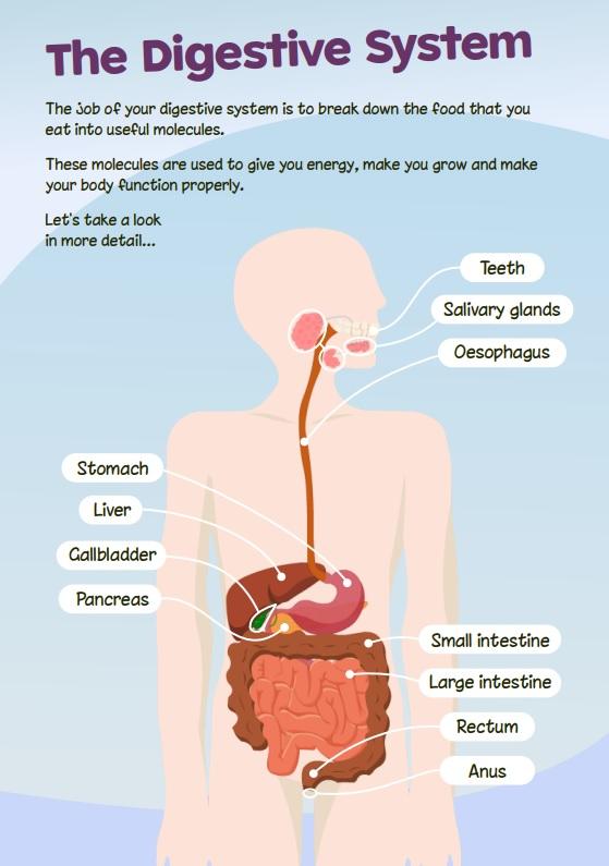 the digestive system for ks2