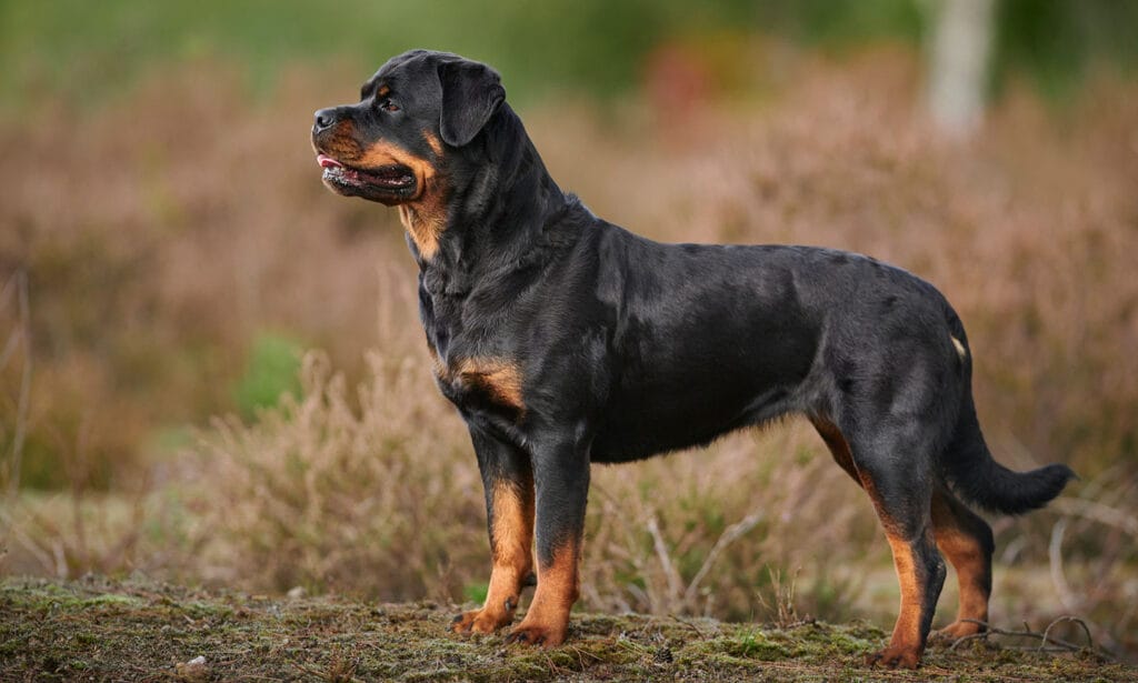 dog breed rottweiler