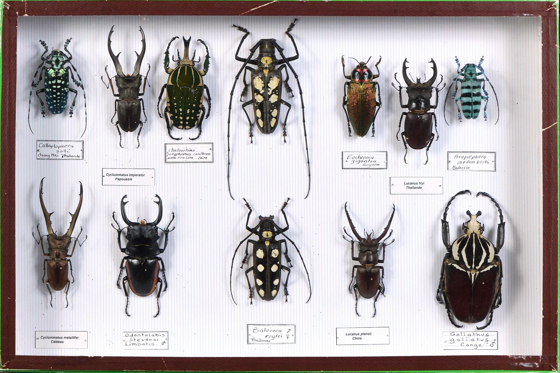 batocera collection