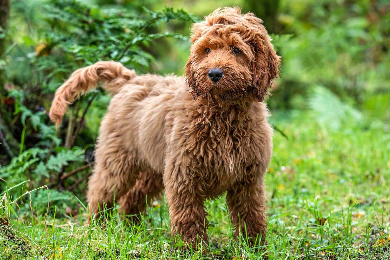 cockapoo and cockapoo mix