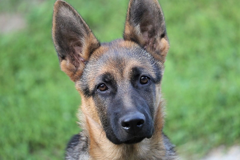 short haired german shepherd dog