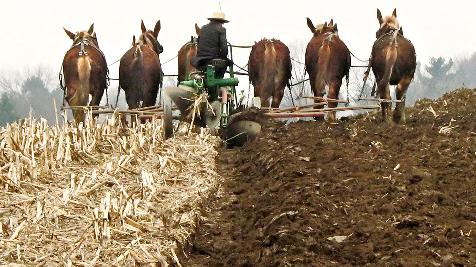 amish oil change