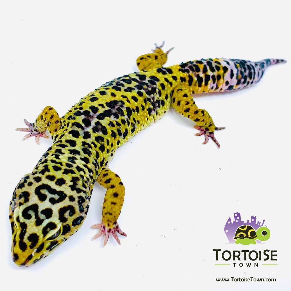 ocelot gecko for sale