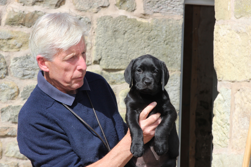 labrador puppies for sale in uk