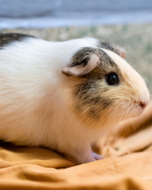 guniea pigs for sale