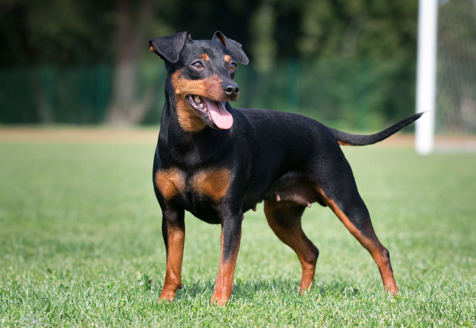 dogs pinscher