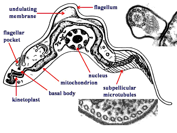 kinetoplast