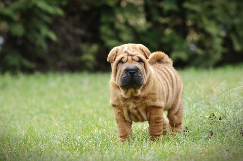 shar pei mix breeds