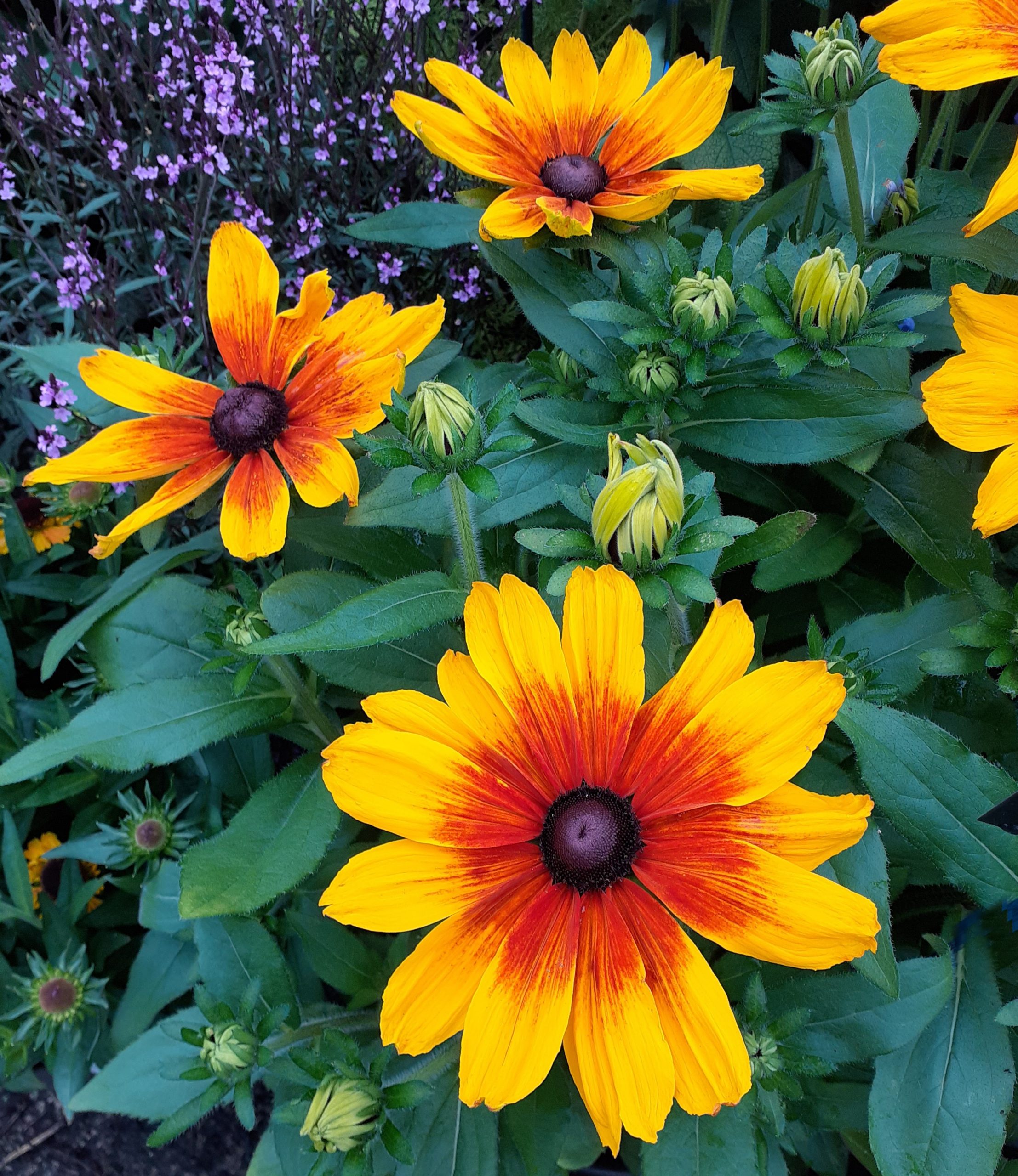 rudbeckia luna