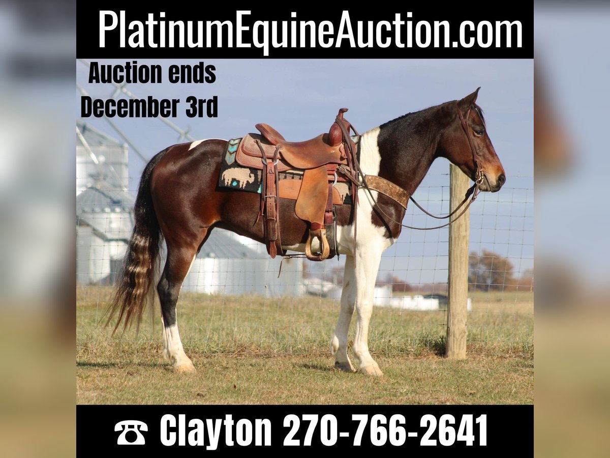 walking horses for sale in ky