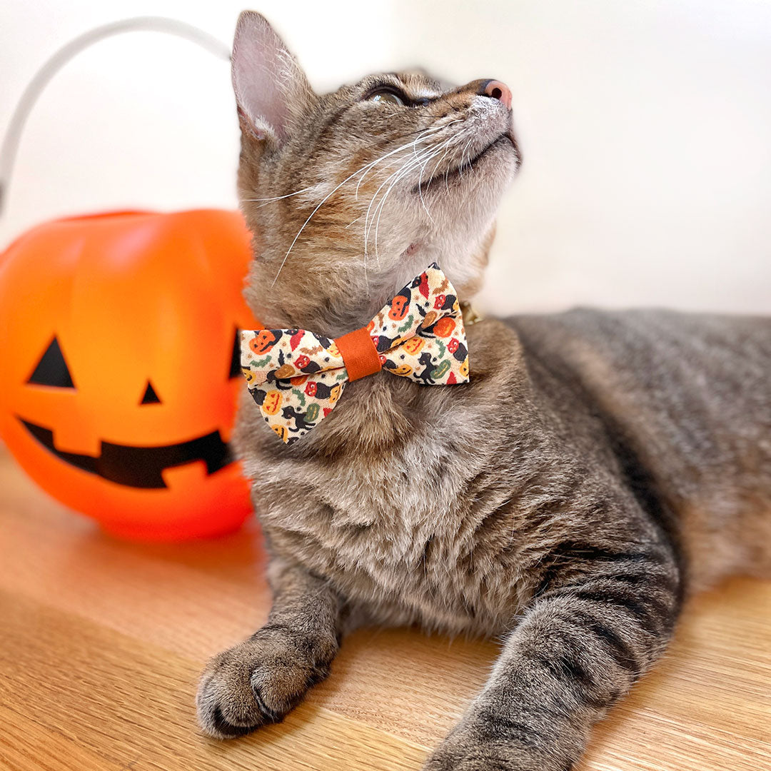 halloween cat collar