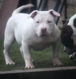 xl bully pets4homes