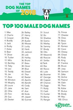 male dog names border collie