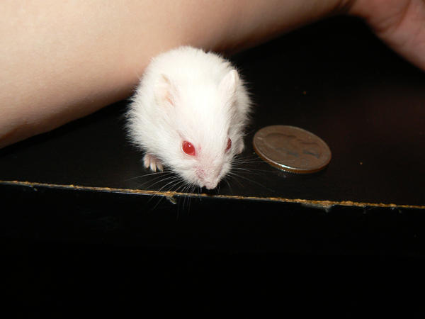 baby white hamster token