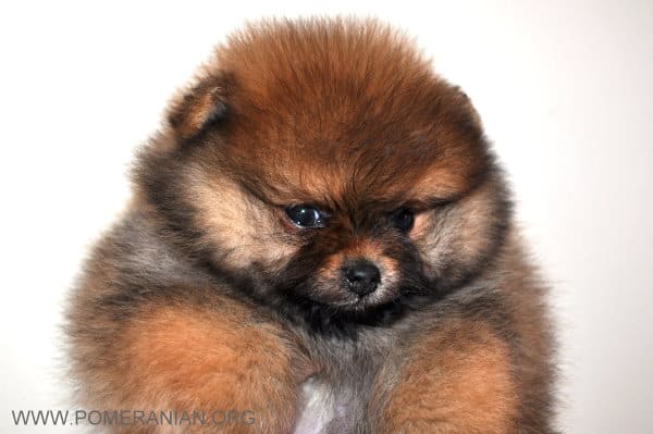 pomeranian puppy breeders