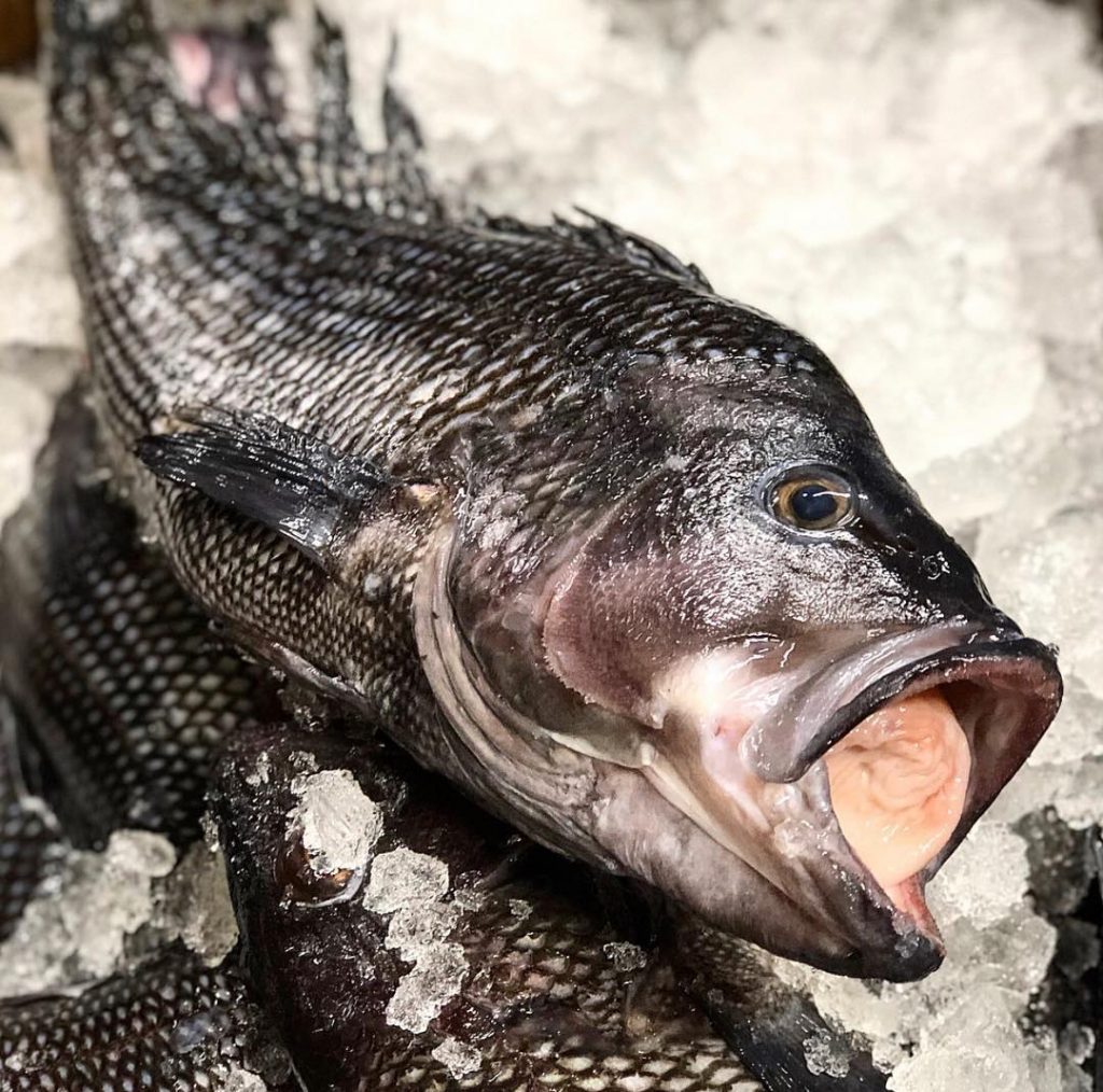 sea bass fish picture