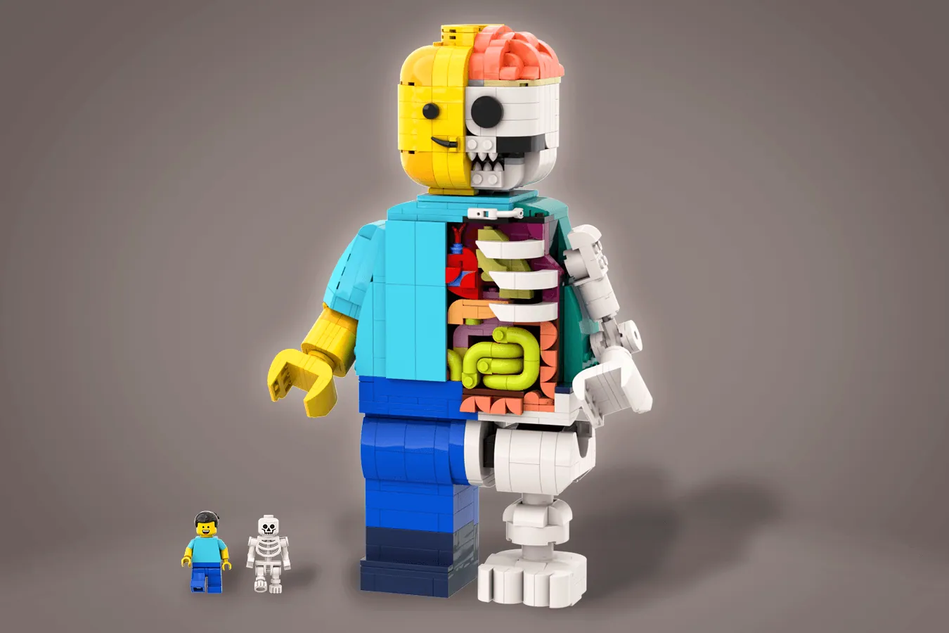 lego anatomy