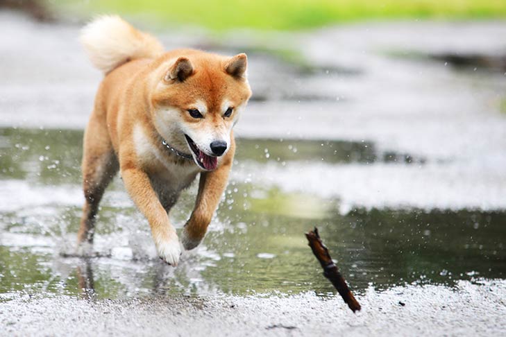 shiba inu worst dog ever