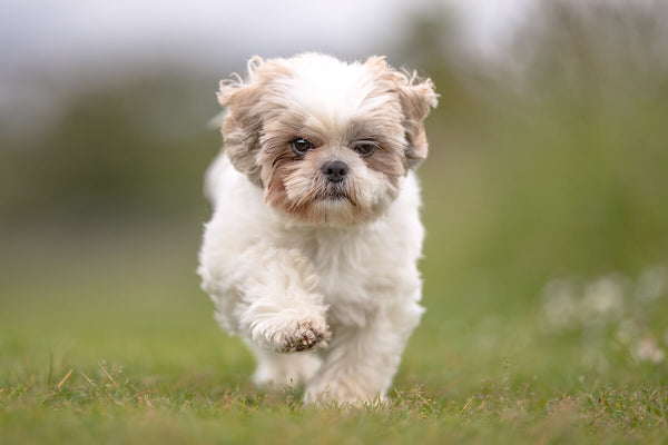 are shih tzu dogs hypoallergenic