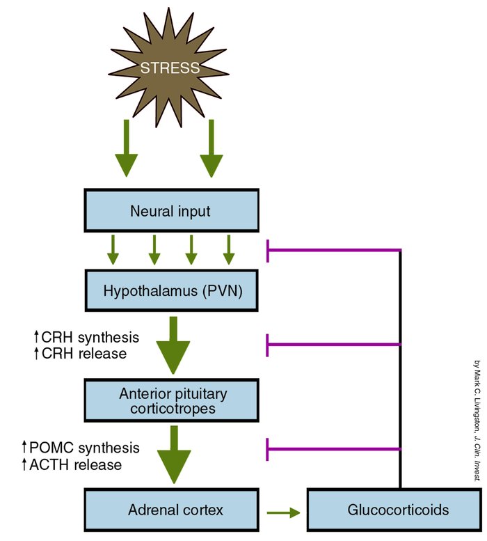 corticotropin-releasing hormone