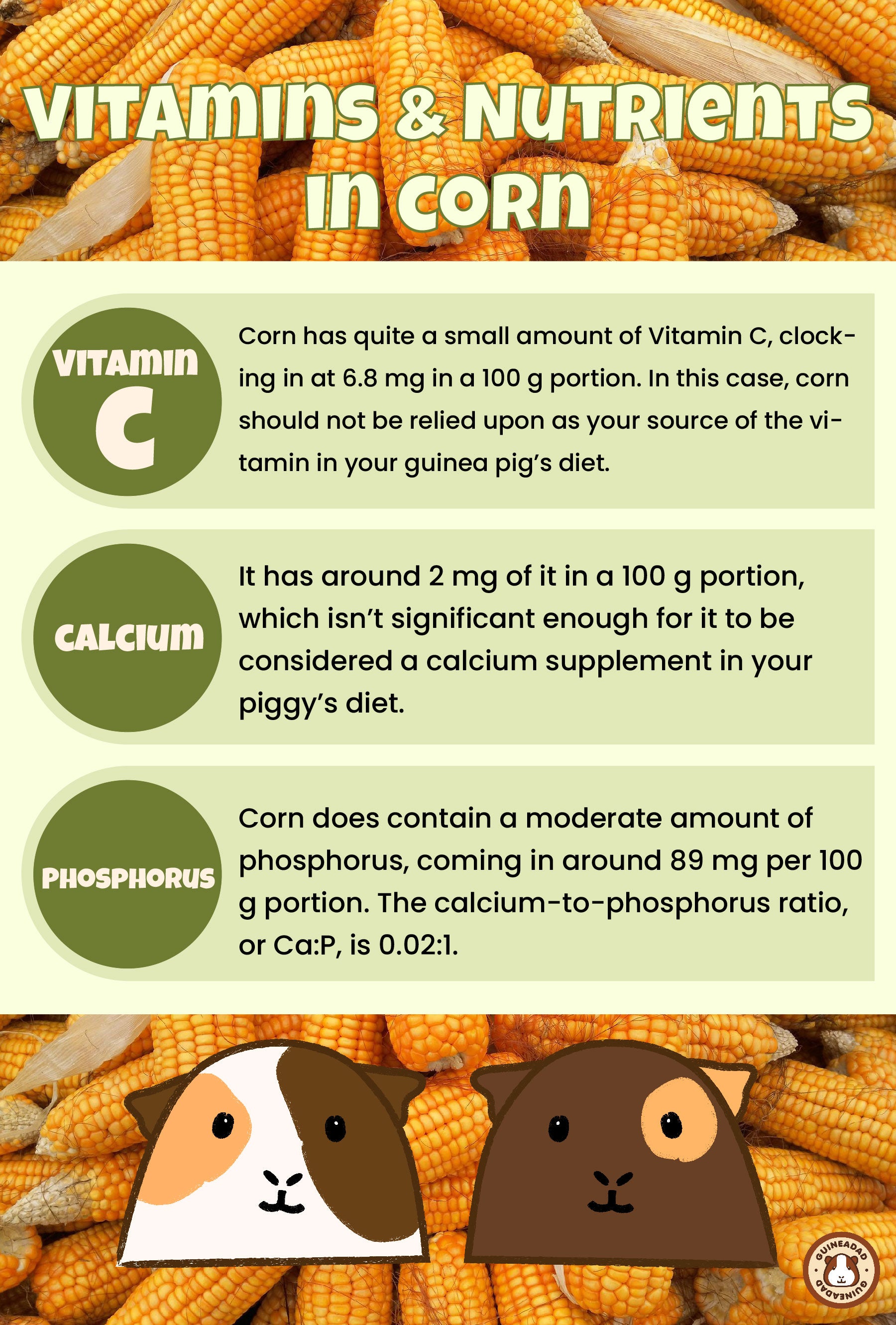 do guinea pigs eat corn on the cob