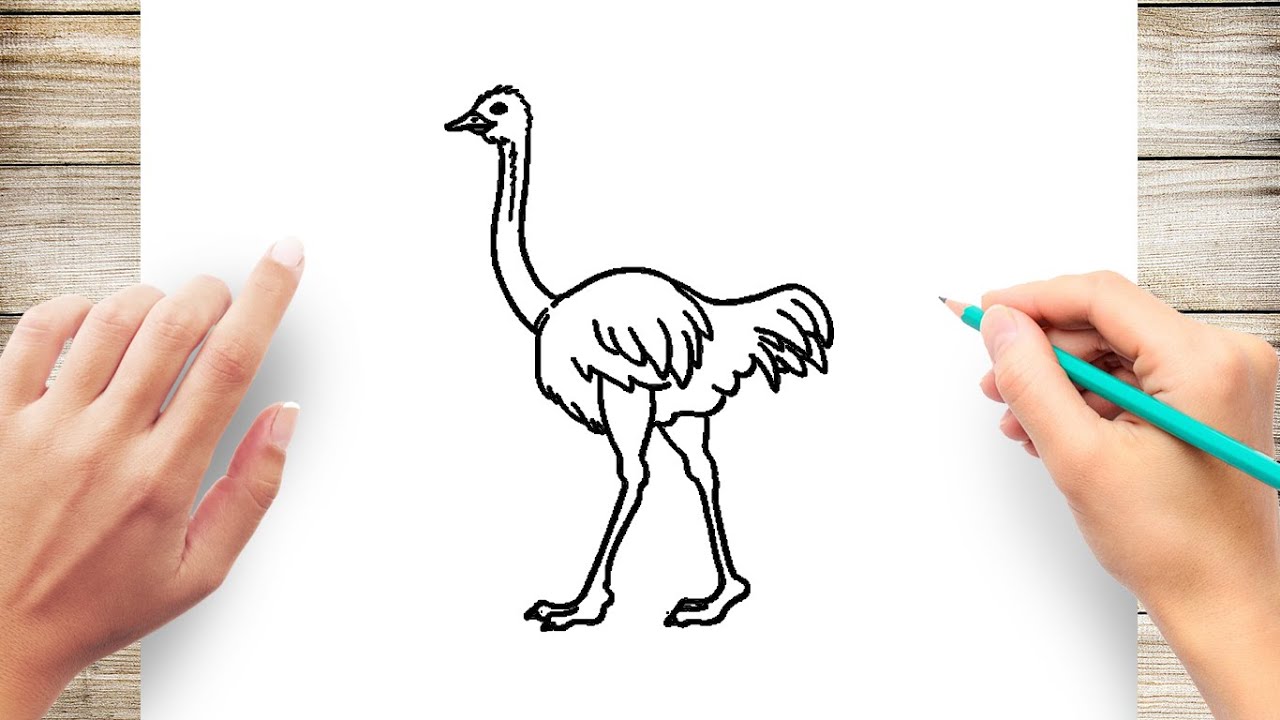 how to draw an ostrich