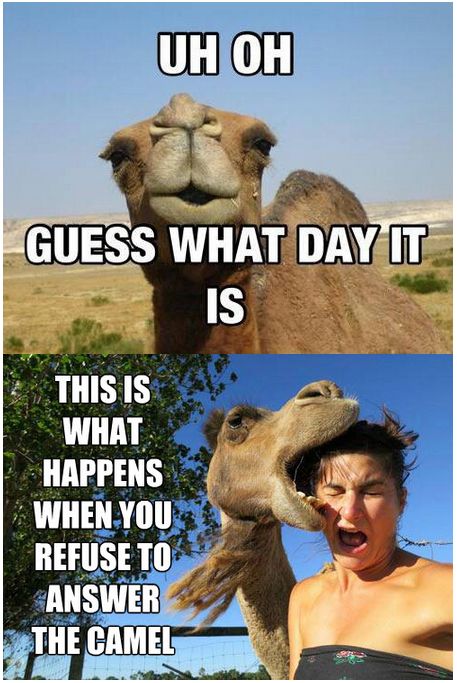 hump day camel meme