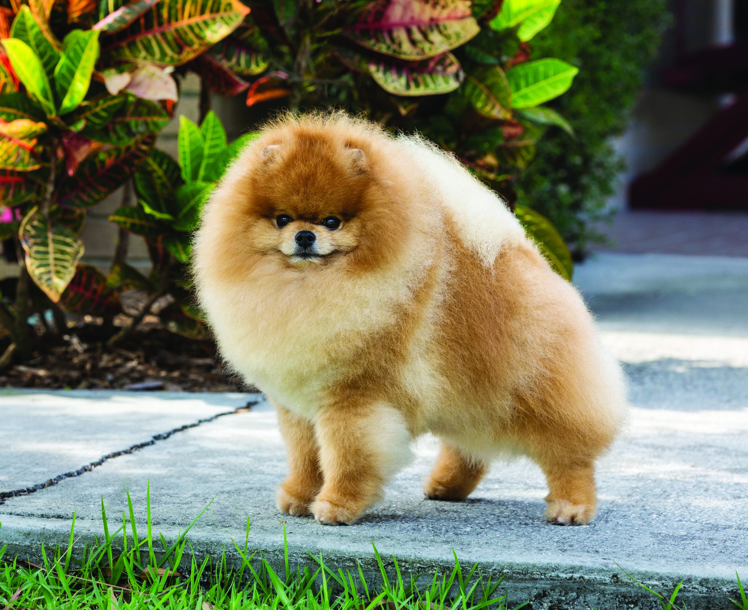 pomeranian for sale near me