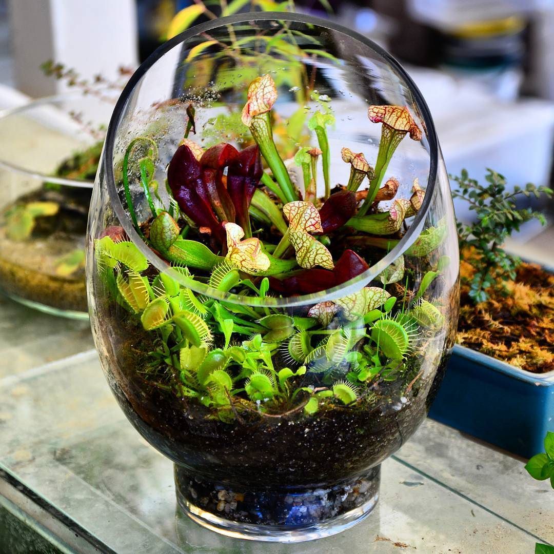 carnivorous plant terrarium