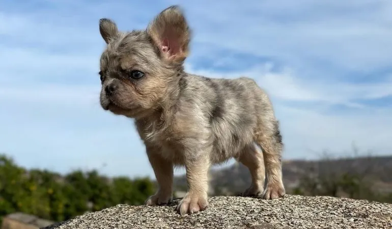 isabella fluffy frenchie price