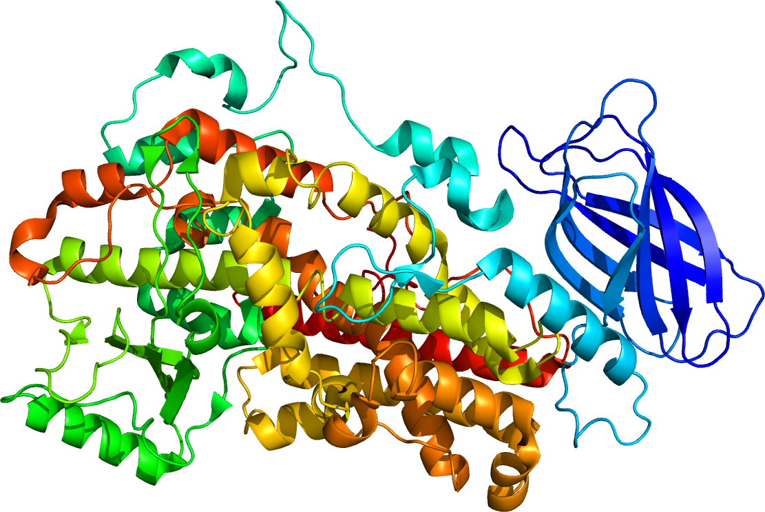 lipoxygenase