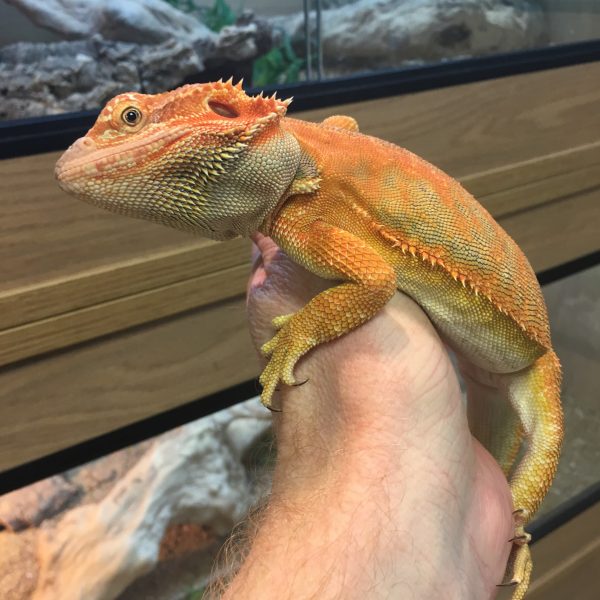 bearded dragons for sale uk