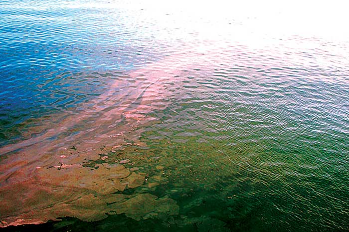 red tide hope island