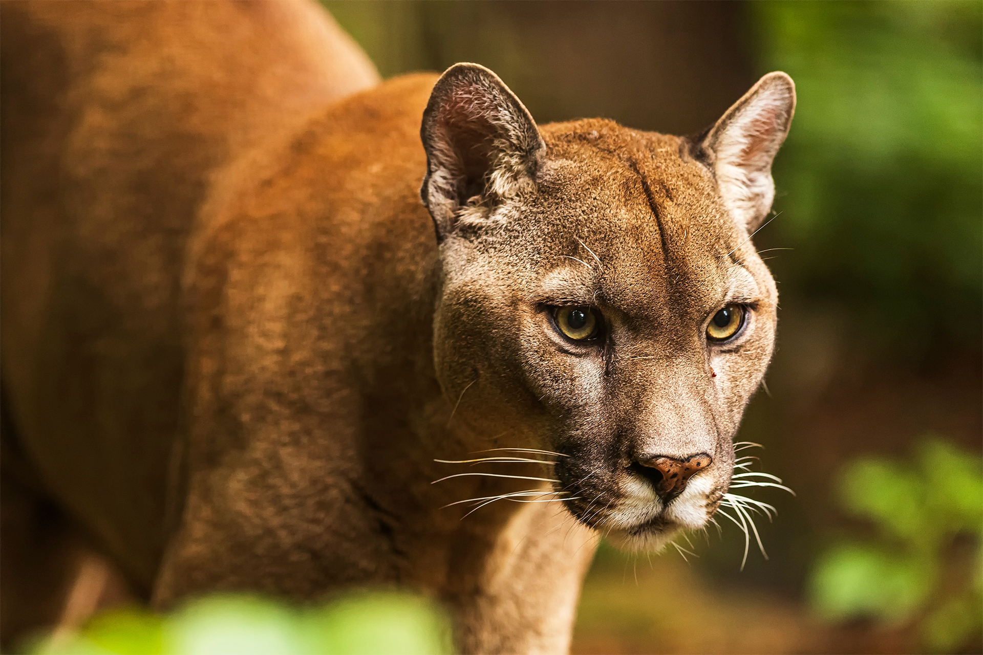 puma vs cougar vs mountain lion