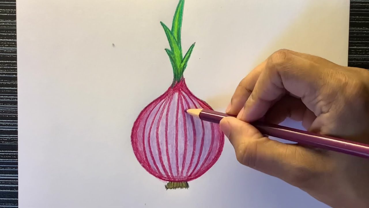 onion drawing images