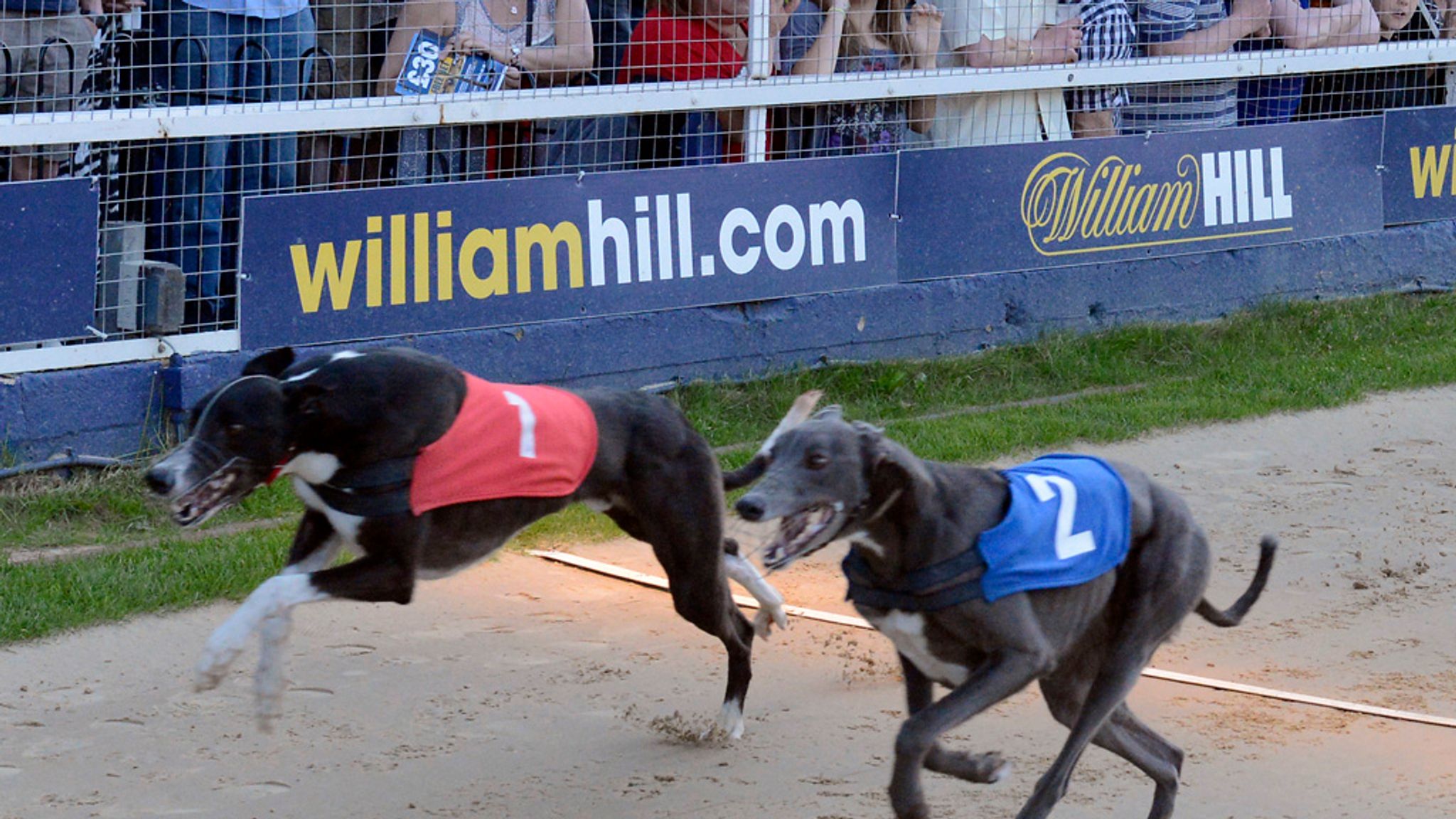 william hill greyhound results