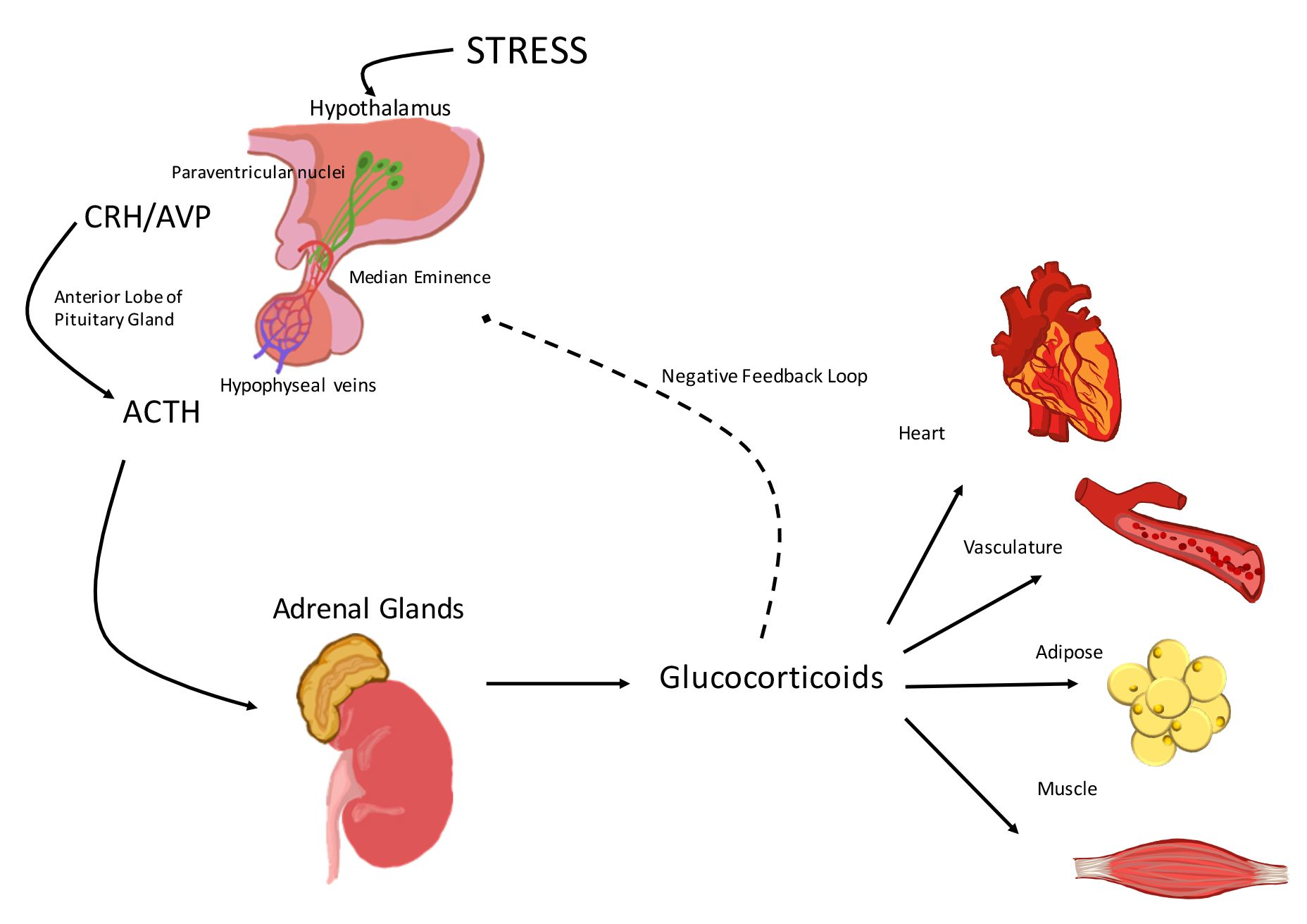 hypothalamic hypophyseal axis