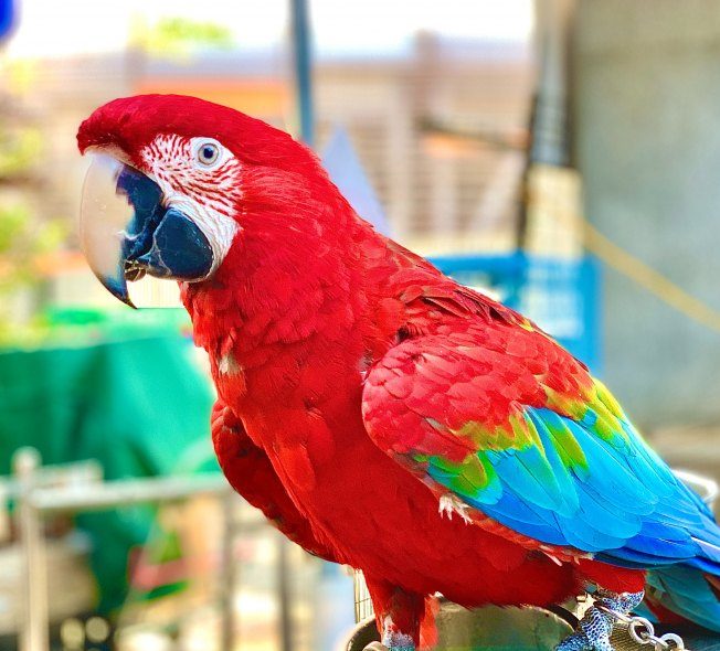 images of parrot bird