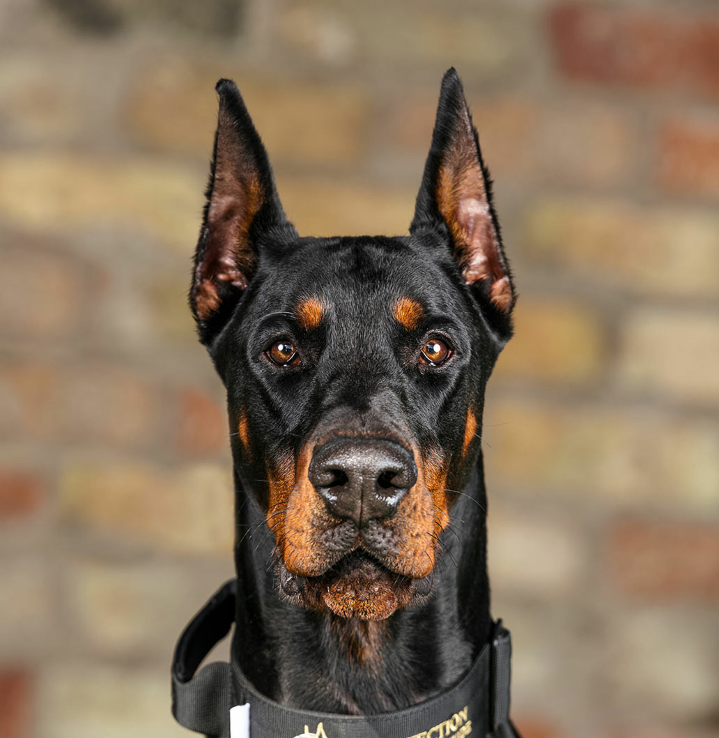 doberman pinscher uk