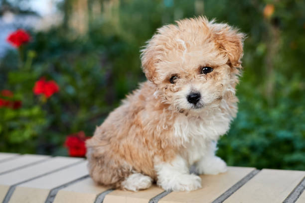 images of maltipoo puppies