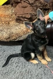 german shepherd puppies for sale uk manchester