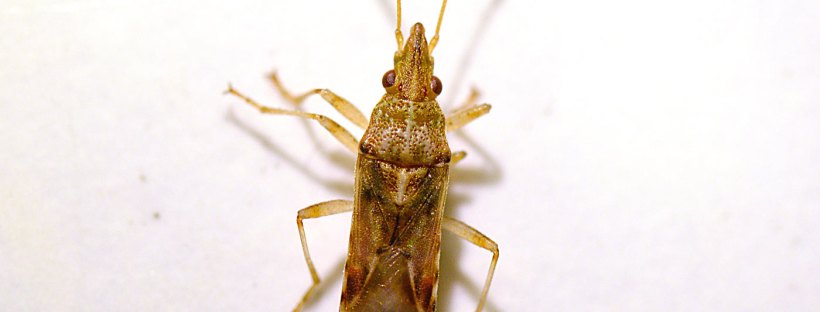 hemiptera en casa