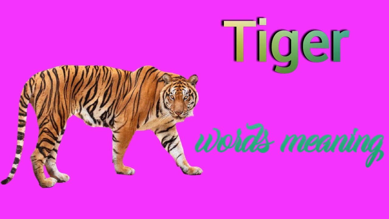 tiger in hindi pronunciation