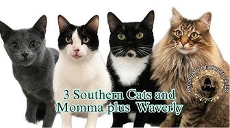 three southern cats youtube