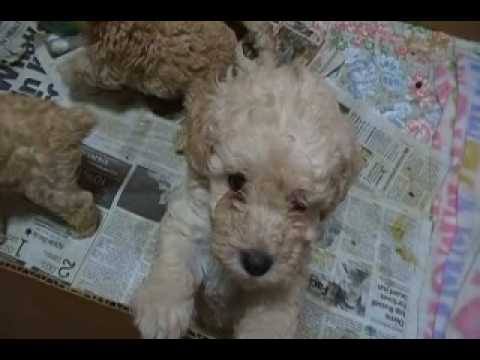 5 week old poodle puppies