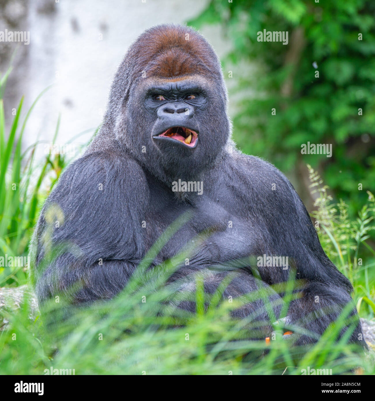 silly gorilla pictures