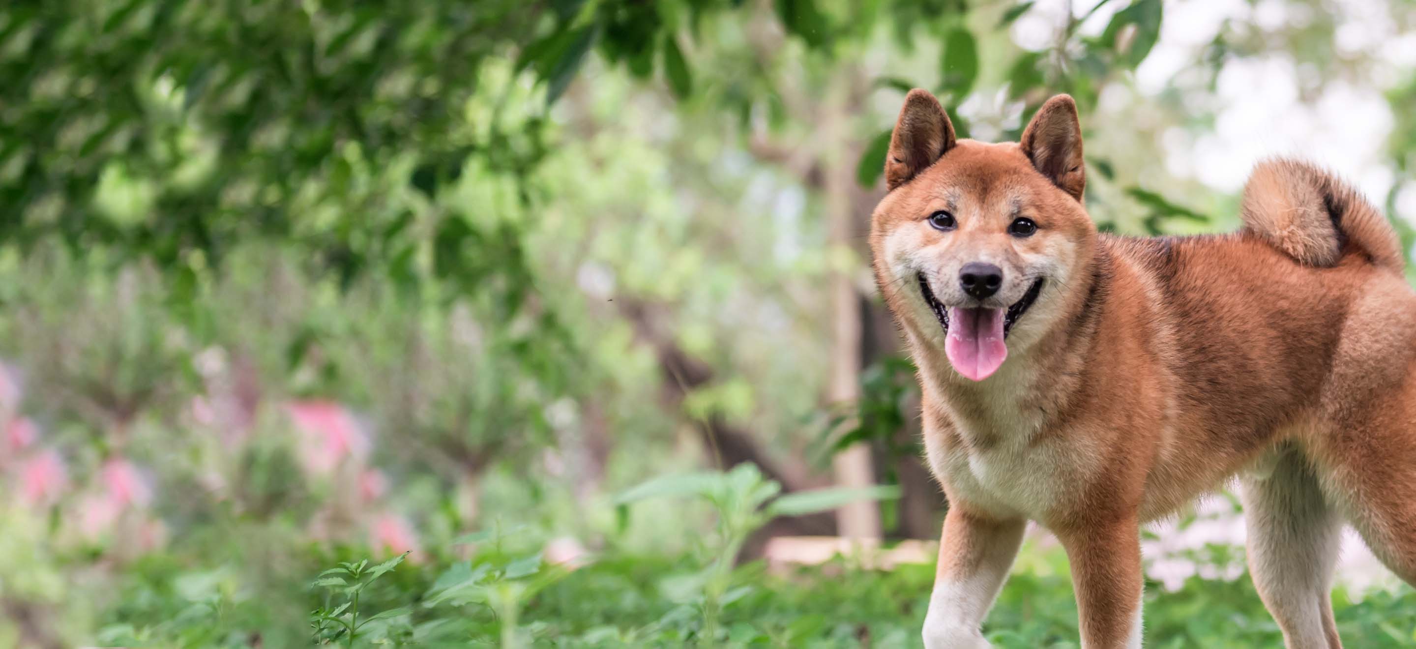 shiba inu for sale near me