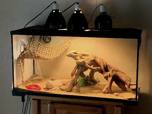 cage setup for bearded dragon