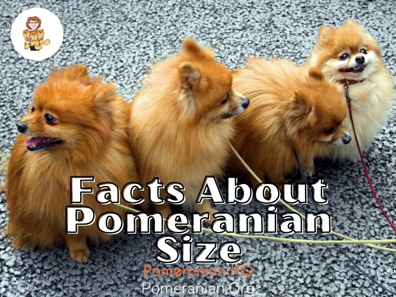 pomeranian size fully grown